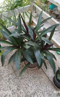 گل های زیبا