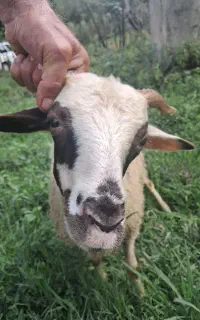بره سالم۸ماهه