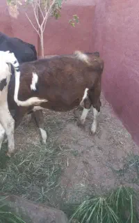 گوساله نرمولتی ودوگوساله ماده سیمینتال وجنس عالی