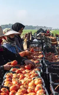 نیروی کار خانم پرداخت روزانه