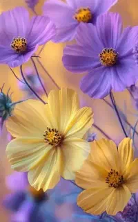 خطوط همراه اول از تمام استان ها