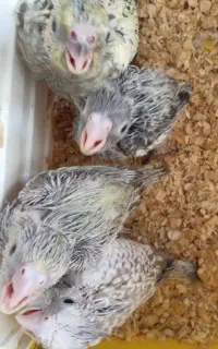 جوجه عروس هلندی سرلاکی