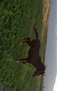 اسب نریان