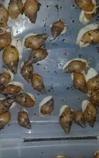 حلزون رایگان