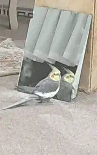 عروس هلندی گم شده است