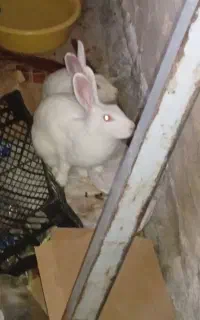 خرگوش چشم قرمز