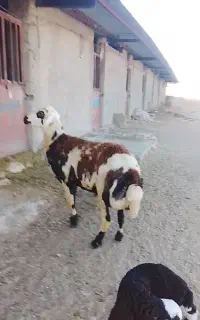بره قورچ پلنگی
