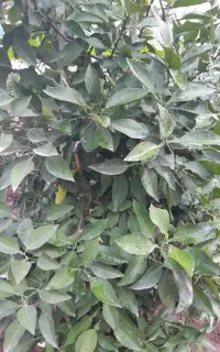 طراحی فضای سبز،گلکاری،آماده سازی