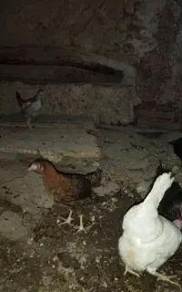 جوجه‌گلپیگانی‌درجه‌یک