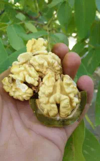گردوی اصل روستا های تویسرکان
