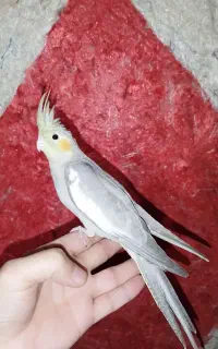 جوجه طوطی عروس هلندی دونخور  رام و دستی ۴۰روزه