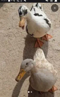 سه تا اردک یدونه نر دوتاماده تخم هم میزارن
