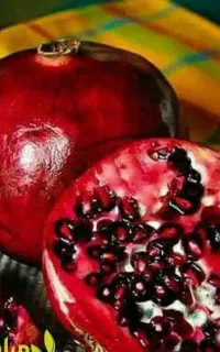 نهال انار ساوه دانه درشت