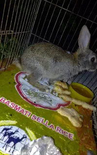 خرگوش