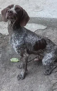 المانی