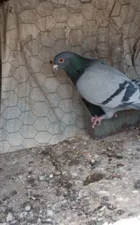 گمشده نر طوقی سیاه