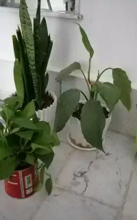 چهار عدد گل شاداب