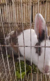 خرگوش چاق