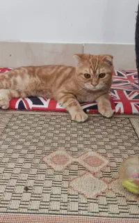گربه اسکاتیش دبل فولد