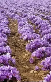 زعفران