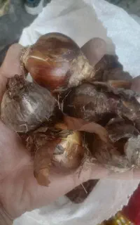 پیازگل نرگس