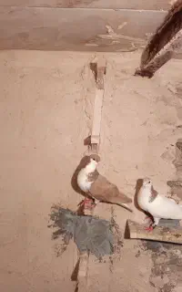 کفتر