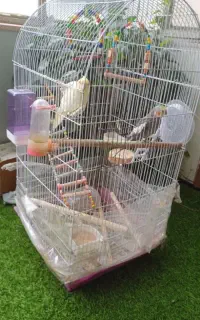 عروس هلندی نر و ماده