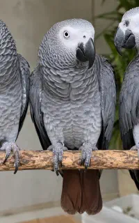 سه عدا کاسکو دم شکلاتی