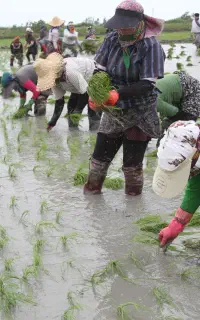 کارگر تولک زن