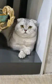 فروش گربه اسکاتیش رنگ سیلور