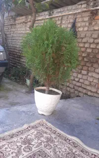 ۱عدد،درختچه بنجامین و۲عددکاج توپی