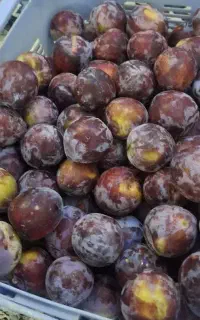 آلو شابلون درشت و خوش طعم