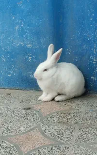 خرگوش لوپی