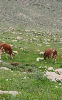 گاو و گوساله سیمینتال