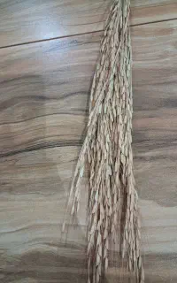 جو هاشمی درجه یک