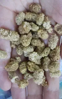 توت خشک