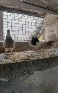 جفت کبوتر طوقی ماده