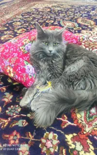 واگذاری گربه نر