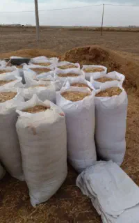 کاه سیاه دانه