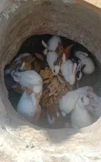 فروش خرگوش بزرگ وکوچک