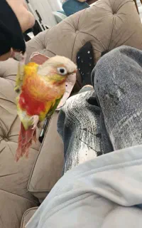 گمشده