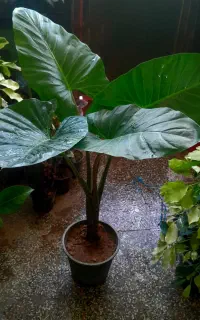 گل های آپارتمانی
