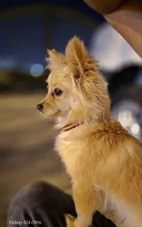 پامرروباهی واگزاری رایگان