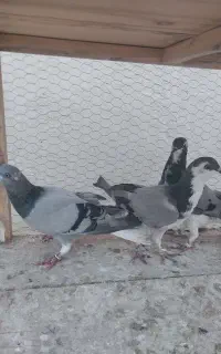 خرقه دمگیر