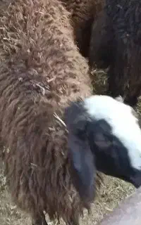 نژاد برتر گوسفند  بریانک زنده..