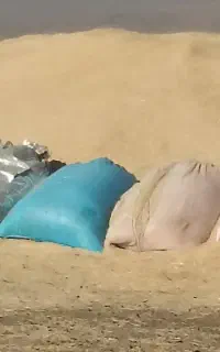 کاه گندم