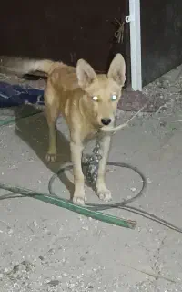 سگ ژرمن میکس