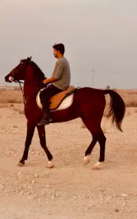 اسب نریان رنگ کهر سواریدار