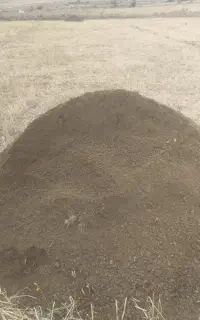 پهن گوسفندی