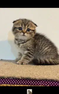 توله